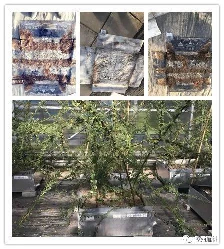 【喜大普奔】歐西建科耐根穿刺防水卷材順利通過北京園林所檢測！